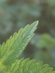 Eupteryx decemnotata