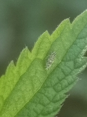 Eupteryx decemnotata