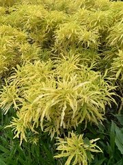 Melicope denhamii