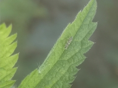 Eupteryx decemnotata