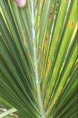 Nameriophyes sapidae