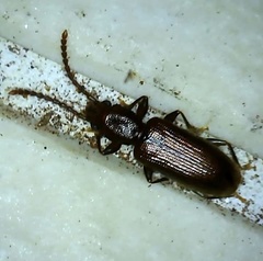 Cryptamorpha brevicornis