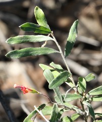 Grevillea linsmithii