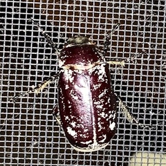 Dermolepida albohirtum