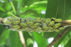Ptyelus grossus