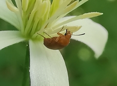 Anaspis maculata