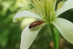Anaspis maculata