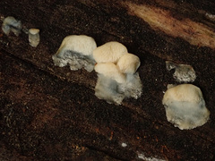 Antrodiella romellii