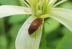 Anaspis maculata