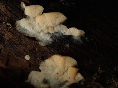 Antrodiella romellii