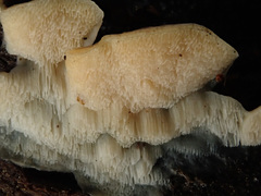 Antrodiella romellii