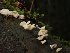 Antrodiella romellii