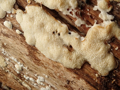 Antrodiella romellii