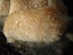 Antrodiella romellii