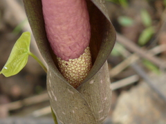 Amorphophallus commutatus