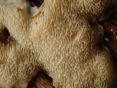 Antrodiella romellii