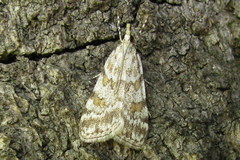 Scoparia ingratella
