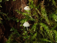 Phloeomana alba