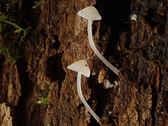 Phloeomana alba