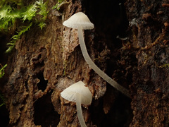Phloeomana alba