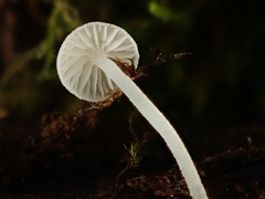 Phloeomana alba