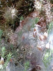 Tetranychus lintearius