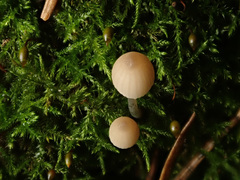 Mycena metata