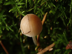 Mycena metata
