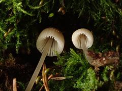 Mycena metata