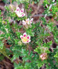 Anisodontea dissecta