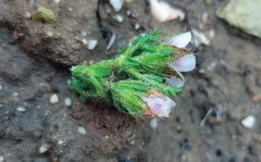 Anisodontea dissecta