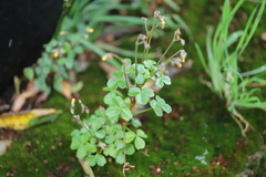 Oxalis spiralis