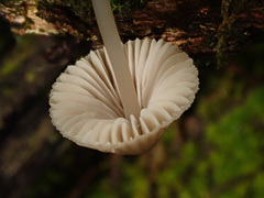 Mycena metata