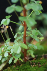 Oxalis spiralis
