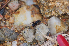 Pseudoneoponera rufipes