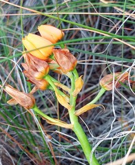Ornithogalum dubium