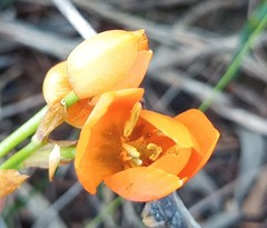 Ornithogalum dubium