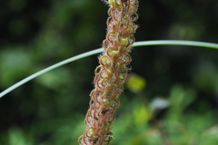Uraria crinita