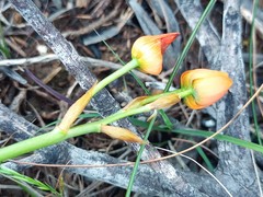 Ornithogalum dubium