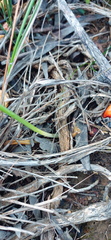 Ornithogalum dubium