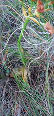 Ornithogalum dubium