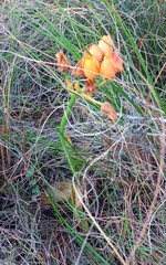 Ornithogalum dubium
