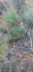 Ornithogalum dubium