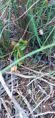 Ornithogalum dubium