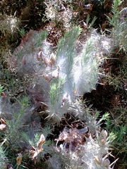 Tetranychus lintearius