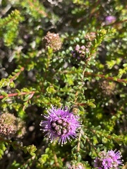 Kunzea micrantha
