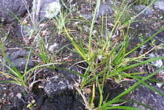 Carex flaviformis