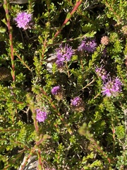 Kunzea micrantha