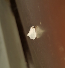 Niphopyralis