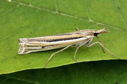 Representative image of Ancylolomia tentaculella